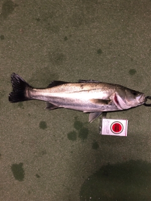 シーバスボイル