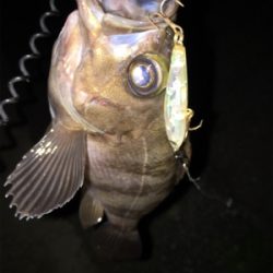 舞洲バチパターン