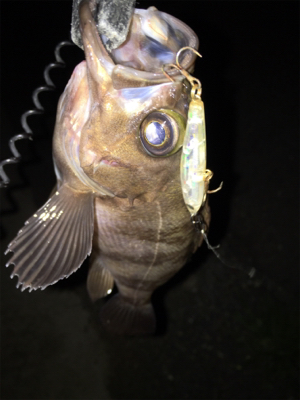 舞洲バチパターン