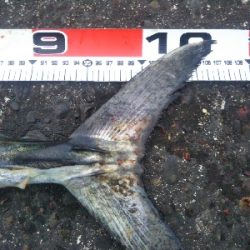 阿南市でサワラ