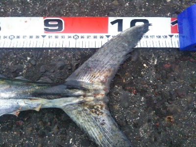 阿南市でサワラ