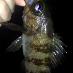 鯵の気配はするものの