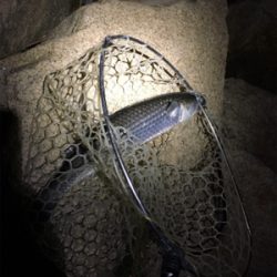 淀川ブリームゲーム ボラボラボラ