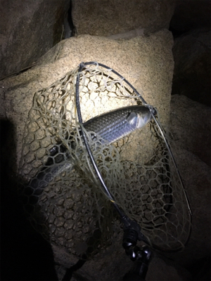 淀川ブリームゲーム ボラボラボラ