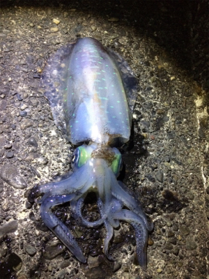 アオリからの…