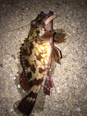 ボトム生命反応検査