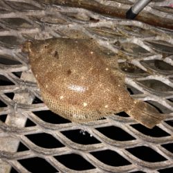 とっとぱーくパワー