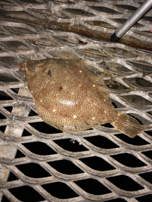 とっとぱーくパワー