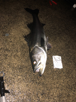 武庫川ちょうしよい？