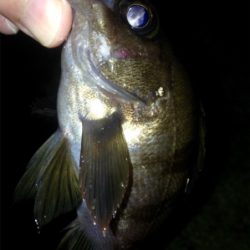 アジング成立！