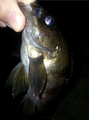 アジング成立！