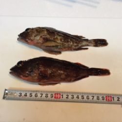 ボトム生命反応調査延長戦