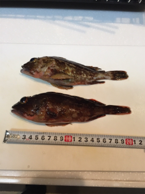 ボトム生命反応調査延長戦