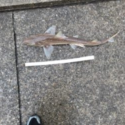 初めての東扇島