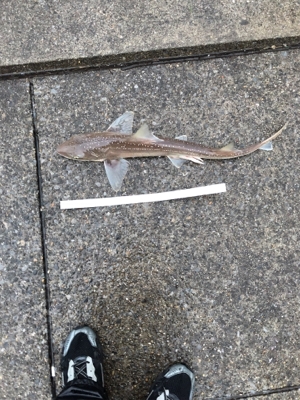 初めての東扇島