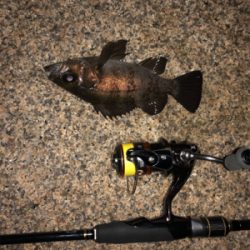 メバルはぼちぼち