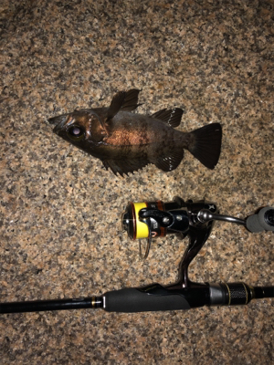 メバルはぼちぼち