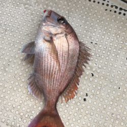 鯛サビキ  魚英