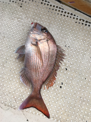 鯛サビキ  魚英