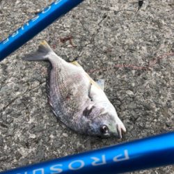 久々にちゃんと投げ釣り