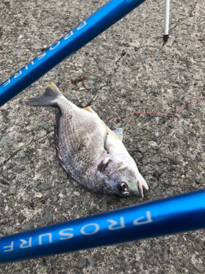 久々にちゃんと投げ釣り