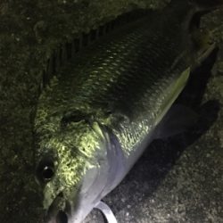 キビレは裏切らない