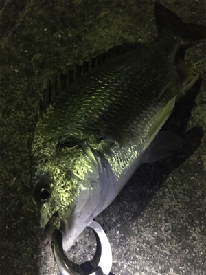 キビレは裏切らない