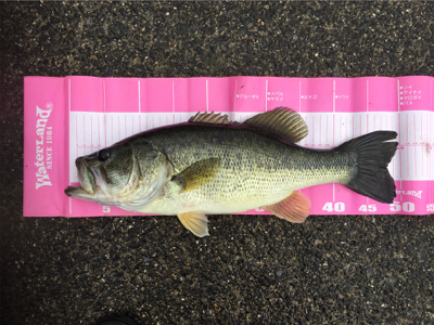 初バスゲット♪( ´▽｀)