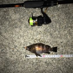 久々のメバルリング釣果