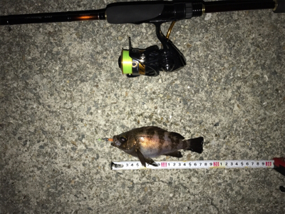 久々のメバルリング釣果