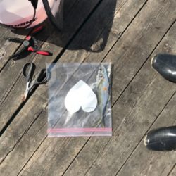 リベンジデカアジ