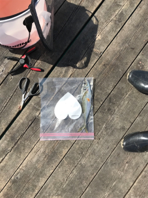 リベンジデカアジ