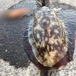 爆風釣行〜春イカおる?〜