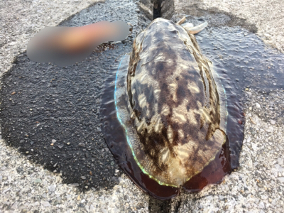 爆風釣行〜春イカおる?〜