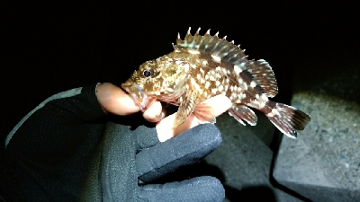 テトラ帯ライトゲーム