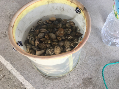 あさりは大量！カレイは不発、、、