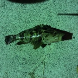 メバルはどこに…？