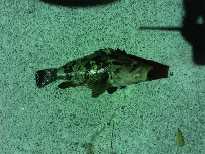 メバルはどこに…？