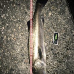 メバリングのはずが、、、