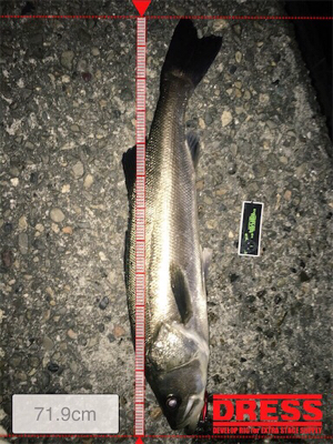 メバリングのはずが、、、