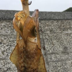 そろそろ開幕しますかぁ?