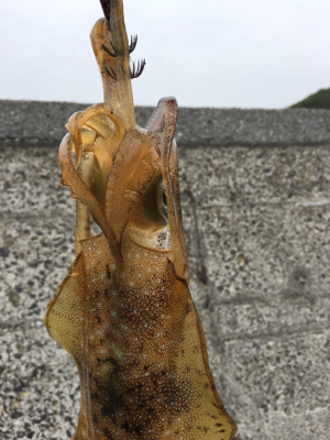 そろそろ開幕しますかぁ?