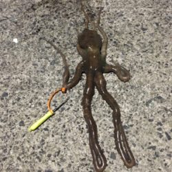 コウイカ釣行