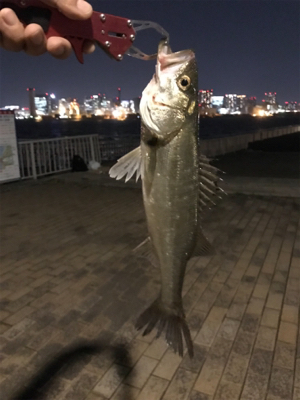 バチパターン三度