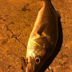 ナイトシーバス♪