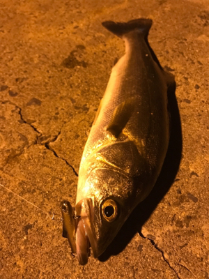 ナイトシーバス♪