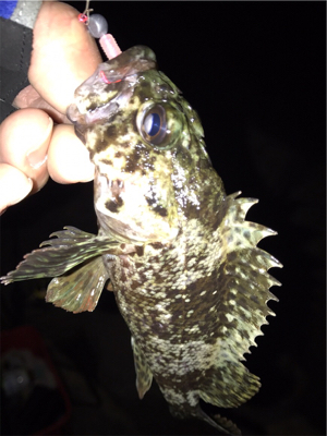 夕マヅメ３０分勝負！