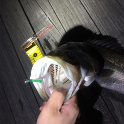 バチパターンメバリング！