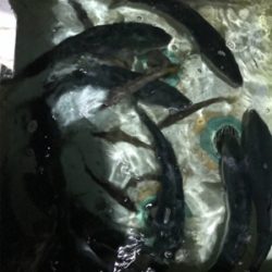 バチコンアジ・メバのはずが…(釣行 其の拾八)