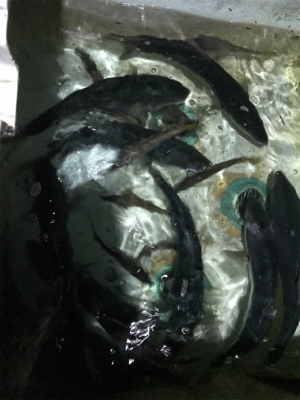 バチコンアジ・メバのはずが…(釣行 其の拾八)